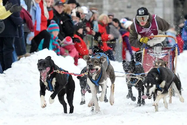 Traîneaux à chiens