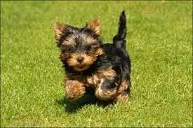 Yorkie