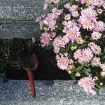 Trouver des pompes funèbres pas chères à Paris