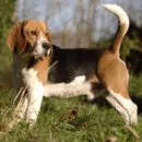 beagle