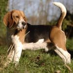 Le beagle: questions et réponses