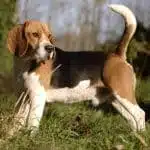 Le beagle: questions et réponses