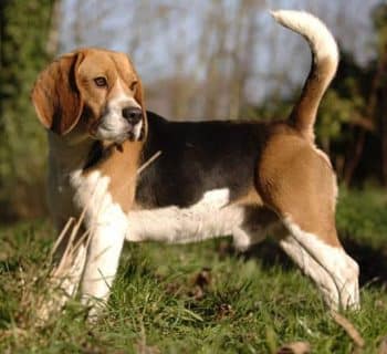 beagle