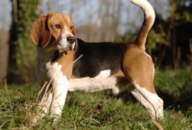 beagle