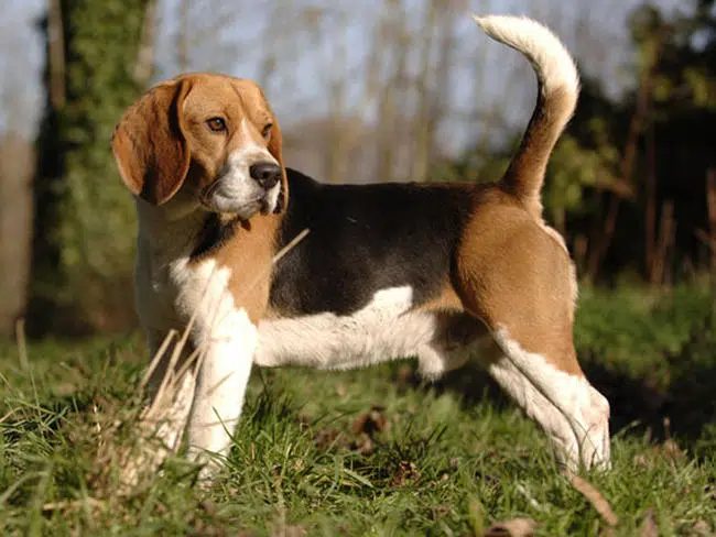 beagle