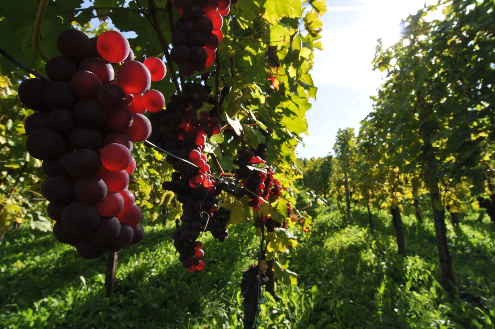 Les vins français : un secteur qui ne connaît pas la crise