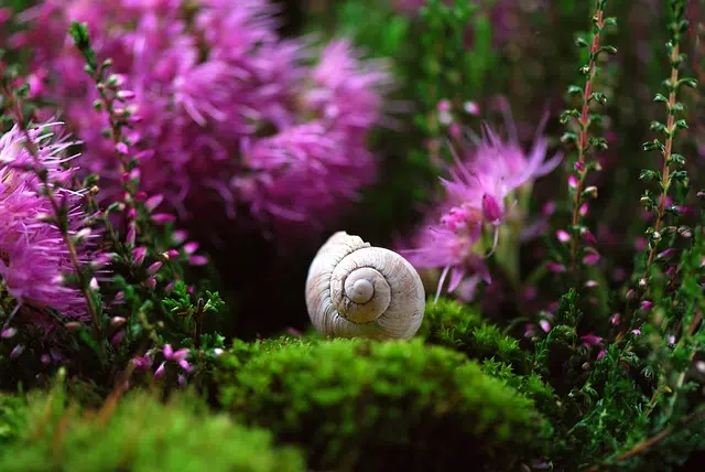 Découvrir le jardinage dans tous ses états