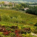 Comment concilier apiculture et agriculture dans nos campagnes ?