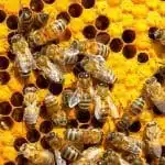 L’organisation de la “société” des abeilles