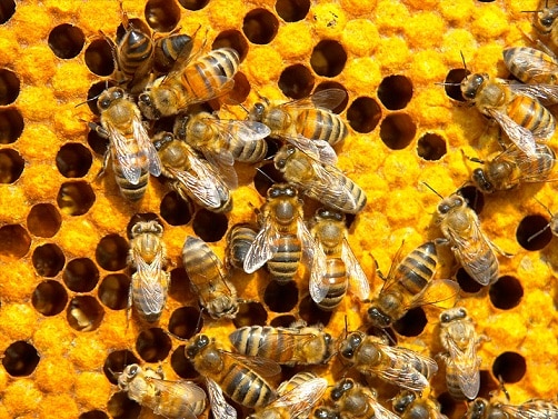 L'organisation de la "société" des abeilles