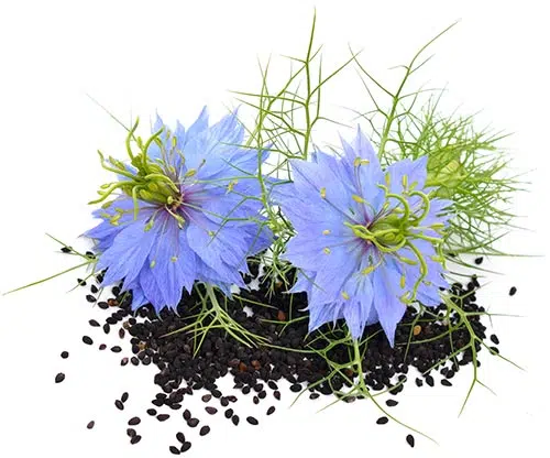 graines-et-fleurs-de-nigella-sativa