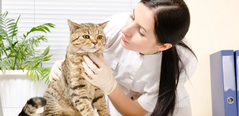 Mettre son chat à l’abri des parasites à l’aide d’un vermifuge