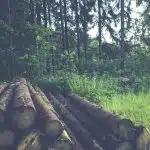 Choisir l’essence de bois pour sa maison à ossature bois