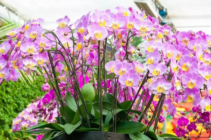 Pink orchid flower