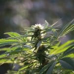 Comment le CBD affecte-t-il ?