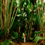 En vacances aux Seychelles ou à l’île Maurice ? Quelles sont les activités possibles ?