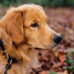 Collier de repérage et de dressage chien – conseils pour une utilisation efficace