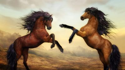 Comment choisir l'alimentation pour vos chevaux ?