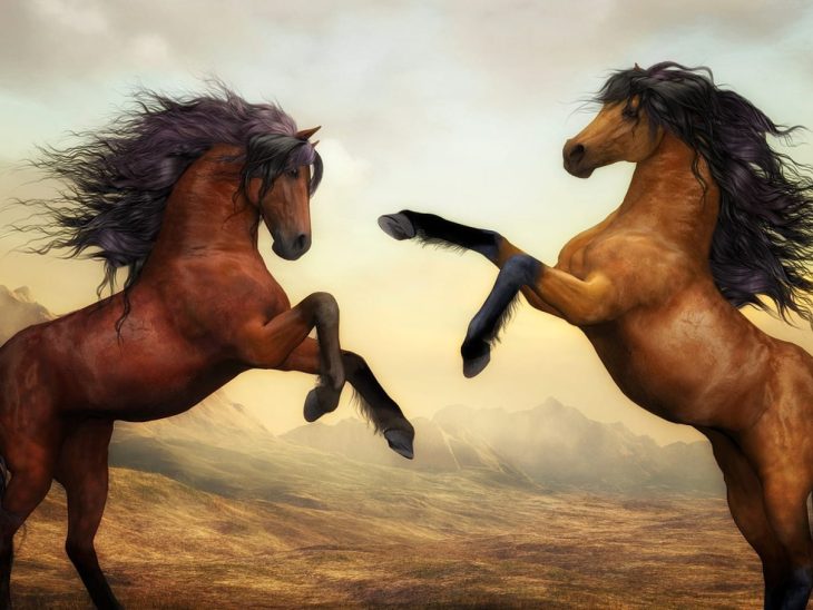 Comment choisir l'alimentation pour vos chevaux ?