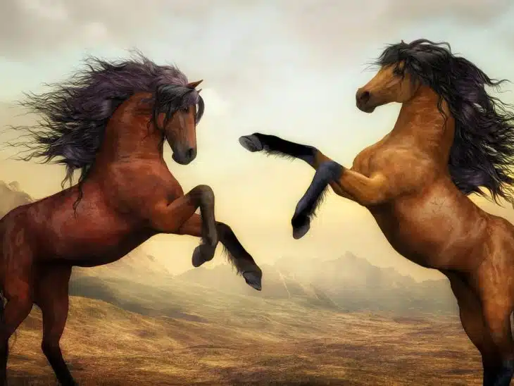 Comment choisir l'alimentation pour vos chevaux ?