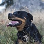 Aperçu sur les caractéristiques du Rottweiler