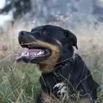 Aperçu sur les caractéristiques du Rottweiler