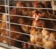 Œufs de poules en batterie : pourquoi la grande distribution dit stop