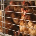 Œufs de poules en batterie : pourquoi la grande distribution dit stop