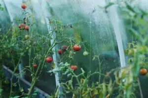 serre tomate