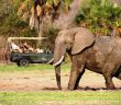 Les merveilles de Tanzanie : parc, animaux, cuisine