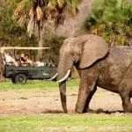 Les merveilles de Tanzanie : parc, animaux, cuisine