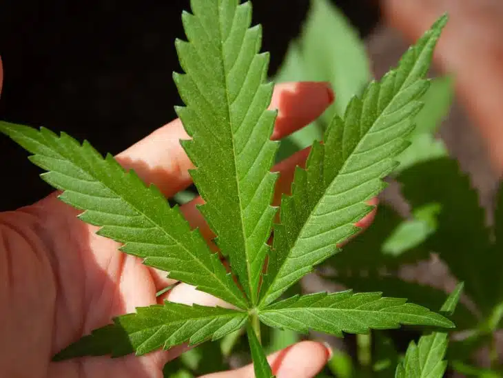 Vapoter du CBD, le meilleur moyen pour faire du bien au corps et à l’esprit ?